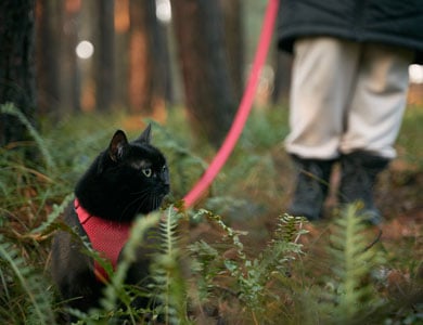 chat noir avec harnais rouge qui marche dans les fougères
