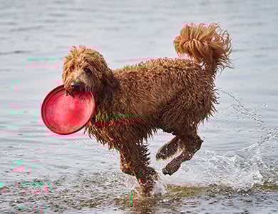 Dog playing in the water