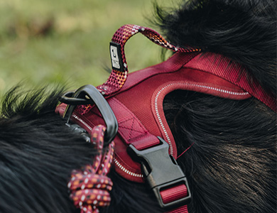 Harnais et laisse BeOneBreed