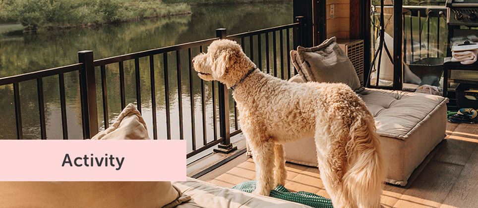 Vacationing on the water with your dog at Bora Boréal