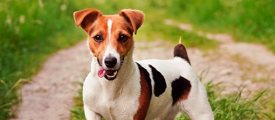 The Jack Russell terrier: 3 breeds to differentiate