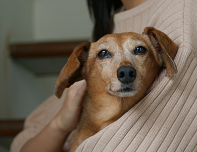 chien âgé tenu par une femme