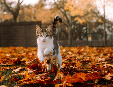 tabby cat jumping in fallen leaves