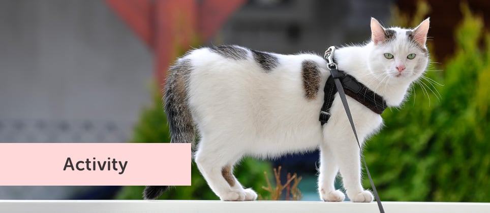 A practical guide to walking your cat on a leash