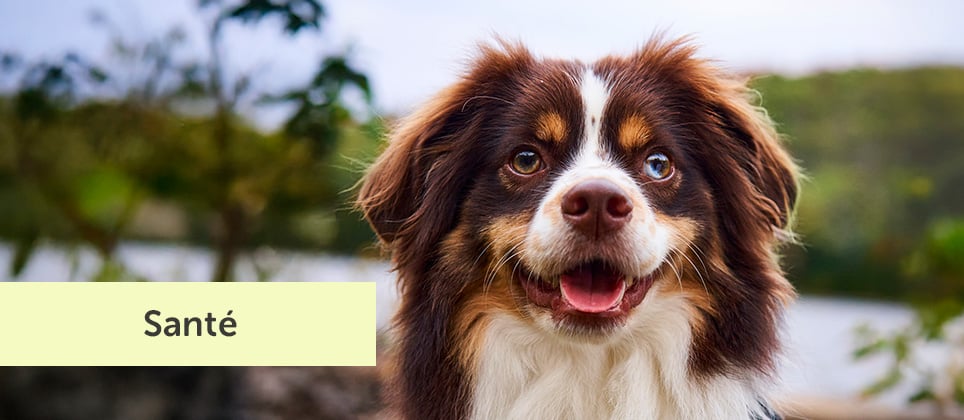 Mon animal a des parasites! Que faire?