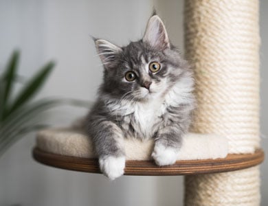 chaton gris à poil long dans un arbre à chat