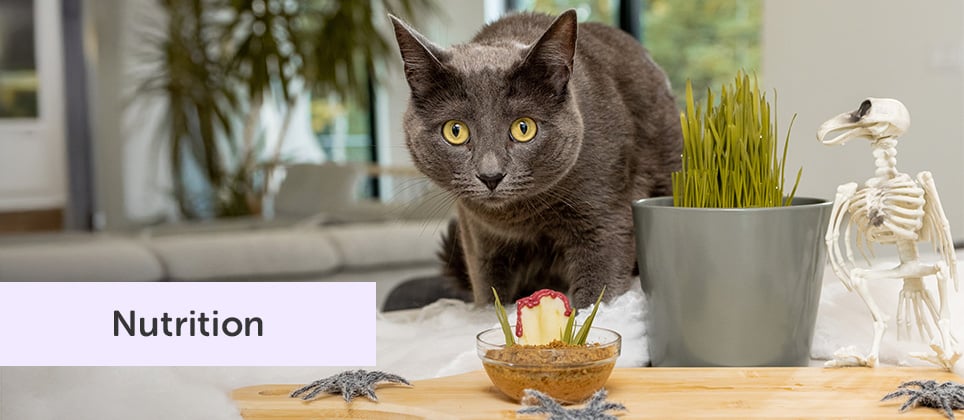 Mondou Recipes: Haunted feast for cats