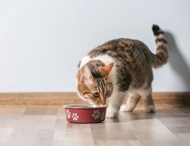 chat tigré à poil court qui mange dans un bol rouge posé sur le parquet