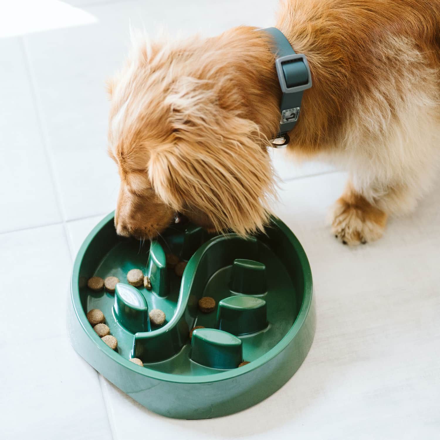 Bol ralentisseur Botanique pour chien BeOneBreed