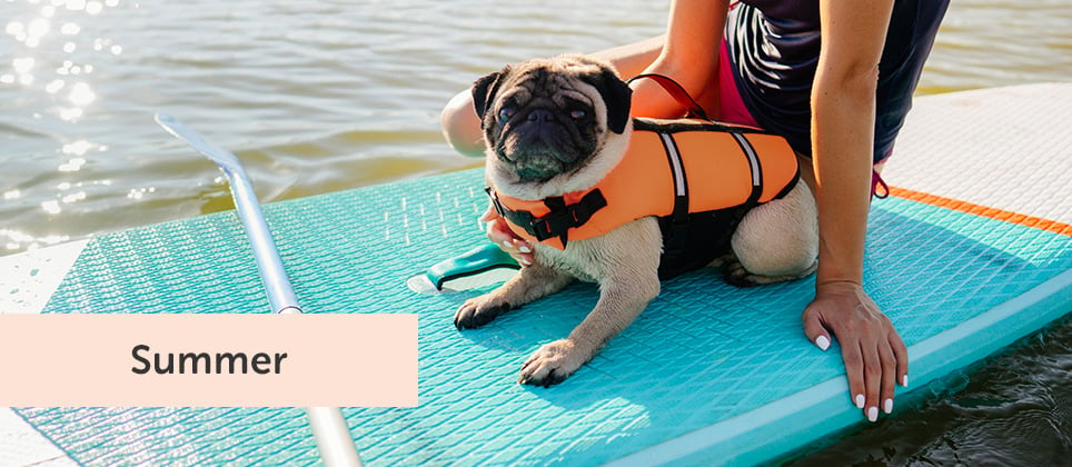 5 key elements for introducing your dog to nautical sports