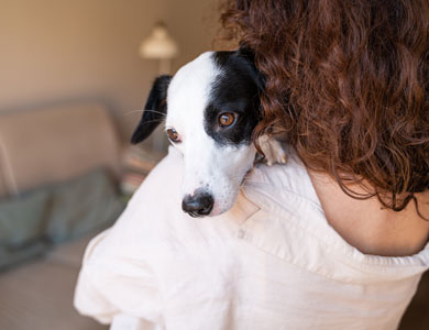 black and white dog in the arms of a woman