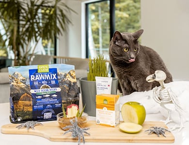 Halloween Cat Recipe Ingredients