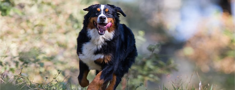 Level of energy and temperament of Bernese mountain dogs