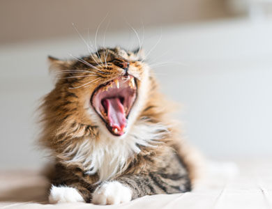 long haired tabby cat yawning