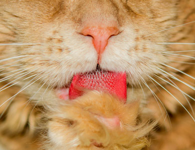 gros plan sur la langue d'un chat roux qui se lèche une patte avant