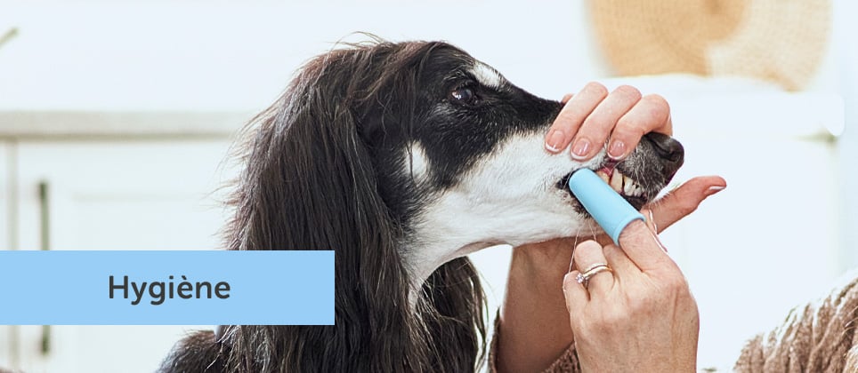 Comment brosser les dents de son chien &agrave; la maison
