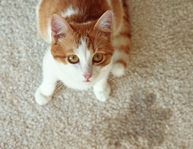 cat sitting next to urine puddle