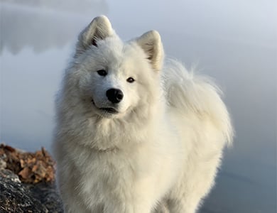 white dog