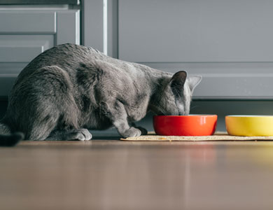 chat gris à poil court qui mange dans un bol orange posé à côté d'un bol jaune