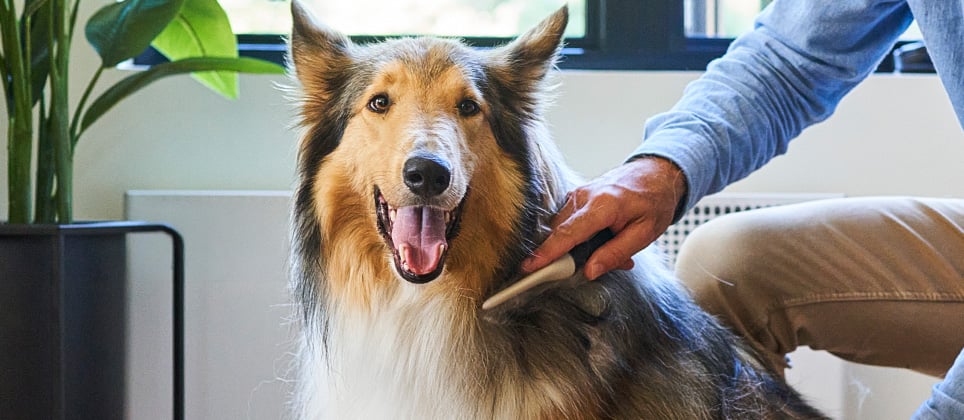 La mue du chien : causes, p&eacute;riodes et conseils pour r&eacute;duire la perte de poils