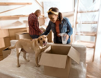 boxes and a dog