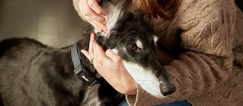 Ear infections in dogs: signs, treatment, and prevention