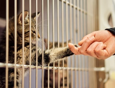 Cat at a shelter