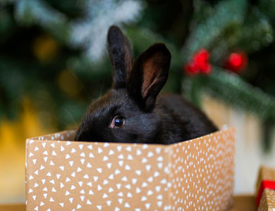 a black rabbit in a gift box with a Christmas tree in the background