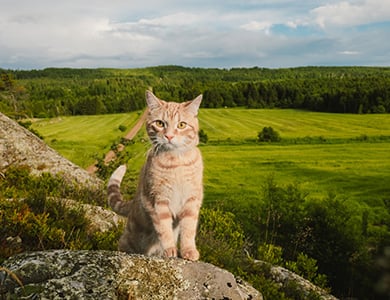 Un chat dans la nature canadienne