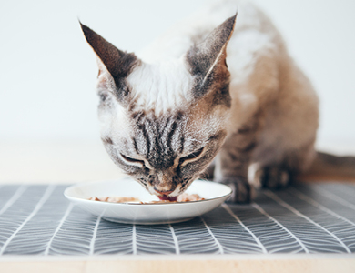 chat beige et gris à poil court qui mange dans une petite assiette