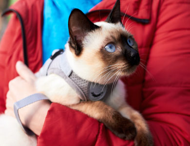 Tonkinese cat wearing a harness in the arms of a person in a red coat