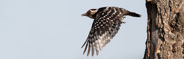 1 Pc Bain Doiseaux Fait À Main Mangeoire Oiseaux Sauvages - Temu Canada