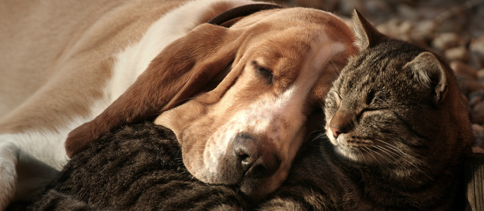 6 prevalent health problems in older cats and dogs