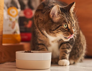 Chat qui manger sa nourriture Vetdiet