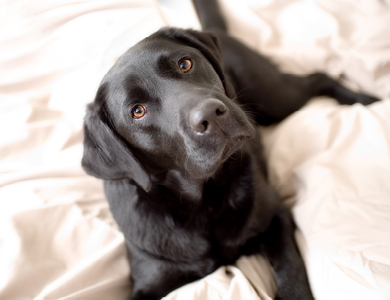 The Labrador retriever: a hard-working dog