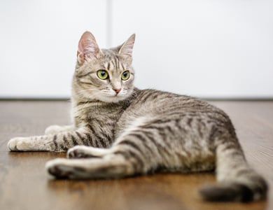 grey tabby cat lying on a wooden floor