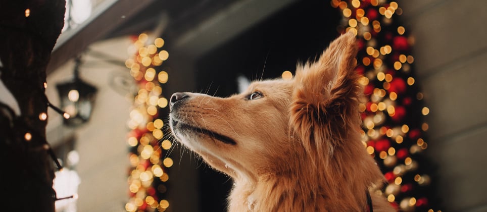 Les plus beaux marchés de Noël à découvrir avec votre chien