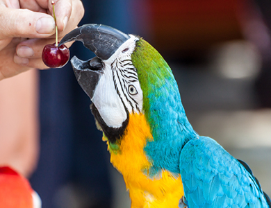 A healthy parrot diet