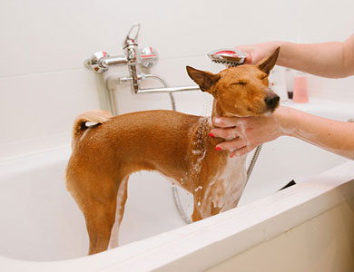 Principales étapes pour laver son chien dans une baignoire