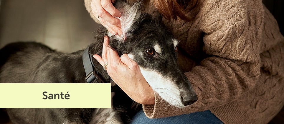L'otite chez le chien : Comment l'identifier, la traiter et l'&eacute;viter?