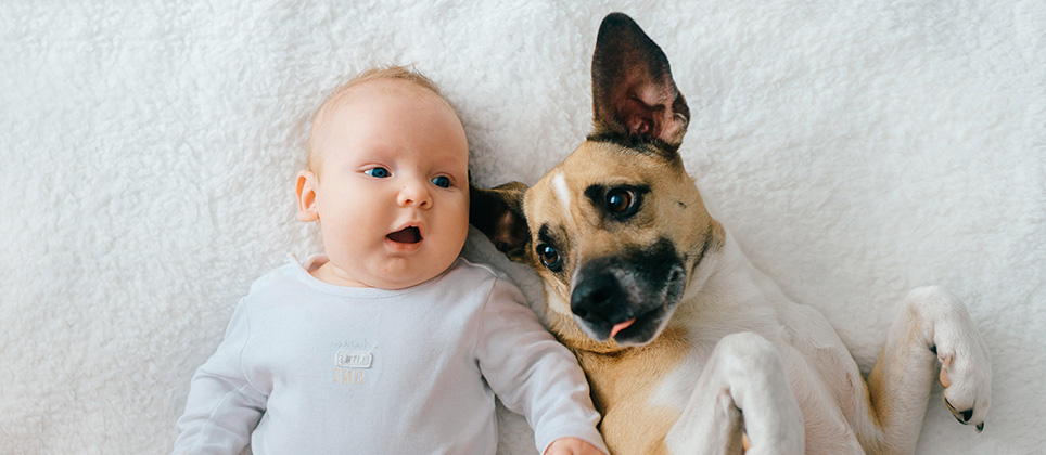 Comment bien préparer son chien à l’arrivée d’un bébé?