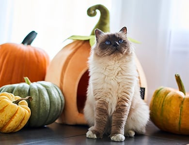 Chat avec une cachette en forme de citrouille