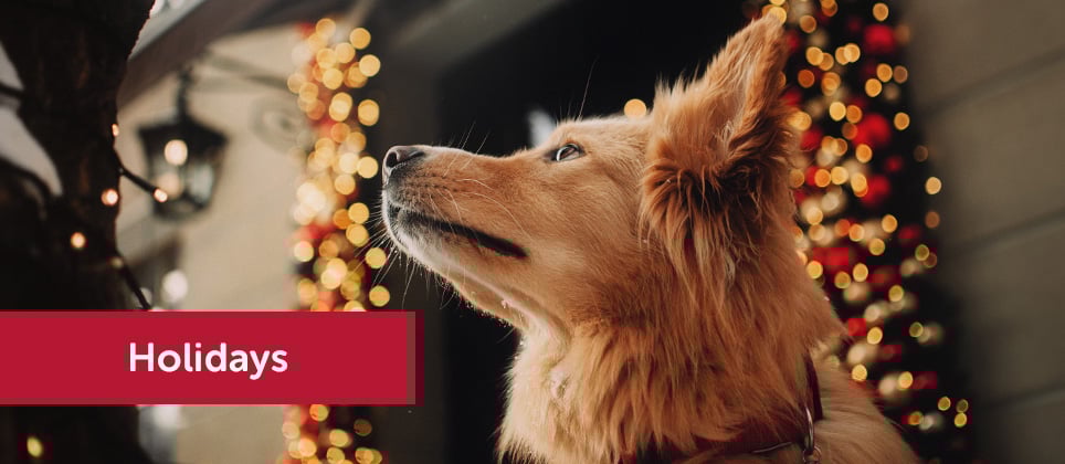 The most beautiful Christmas markets to visit with your dog