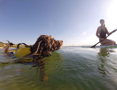 chien frisé brun portant une veste de sauvetage qui nage dans l'eau d'un lac vers une femme à genoux sur une planche à pagaie