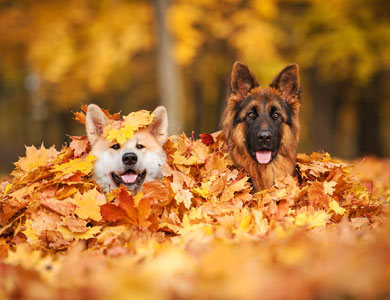 two dog heads emerging from a mountain of dead leaves
