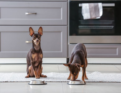 two pinscher dogs in front of bowls in a kitchen