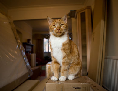 chat assis sur une boîte