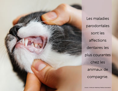 Les maladies parodontales sont les affections dentaires les plus courantes chez les animaux de compagnie