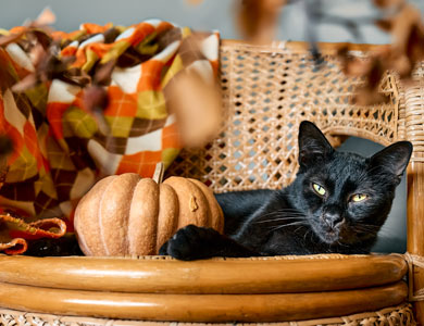 black cat lying on a chair next to a small pumpkin