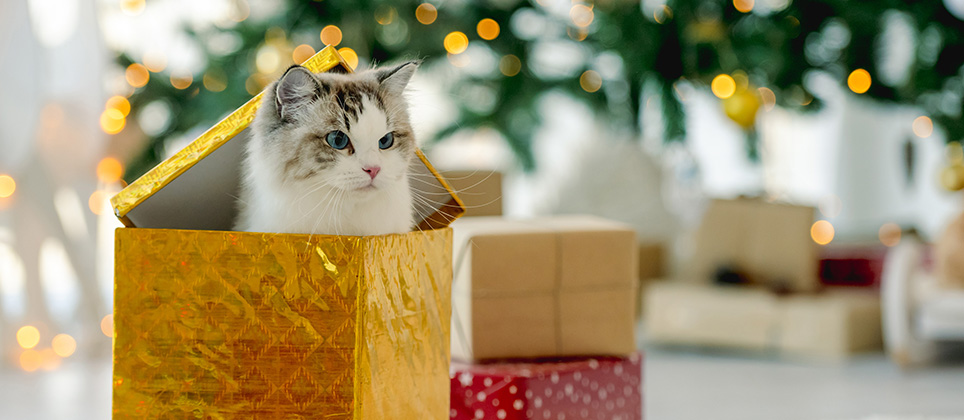 Giving a pet as a present: is it a good or a bad idea?